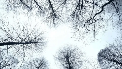 Withered branches surrounded by clouds at Zhangjiajie Stock Footage 76059861
