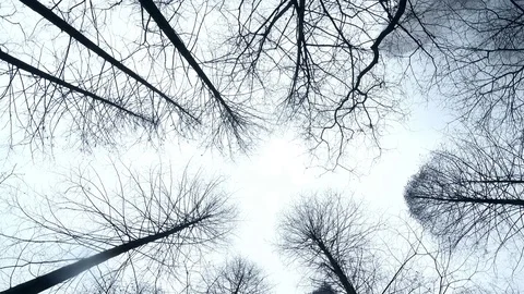 Withered branches surrounded by clouds at Zhangjiajie Stock Footage 76059893