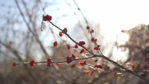 Withered branches in winter close-up 動画素材 259678228