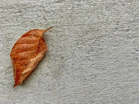 Withered bright brown leaf on rough concrete floor. Abstract background. Stock Photos