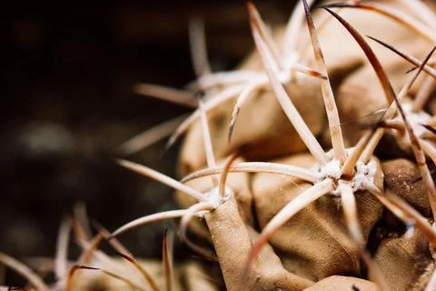 A withered brown cactus with long sharp prickles. A dangerous desert plant. 写真素材