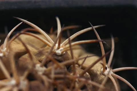 A withered brown cactus with long sharp prickles. Dead desert plant. 写真素材