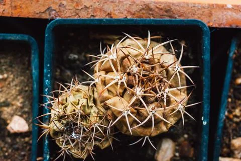 A withered brown cactus with long sharp prickles. Dead desert plant. 写真素材