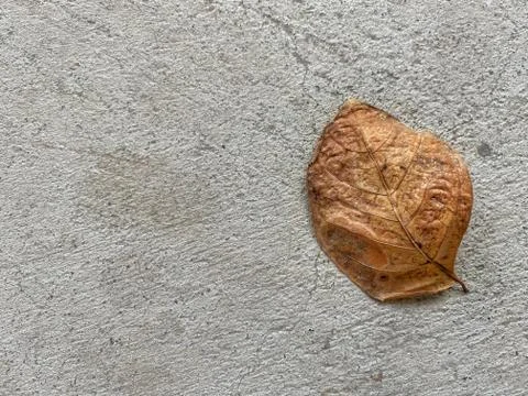 Withered brown leaf on rough concrete floor. Abstract background. Stock Photos