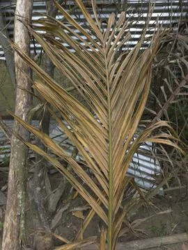 A withered brown palm leaf resting on wooden logs highlighting themes of deca Stock Photos