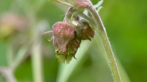 The withered bud of the flower in the garden Stock Footage 115783647