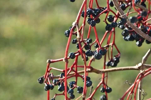 Withered bunch of grapes 스톡 사진