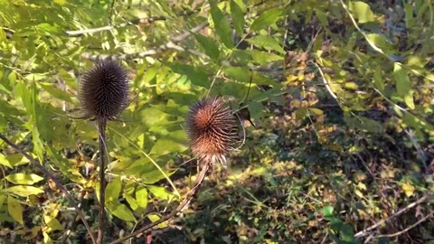 Withered burr and branches rocking in the wind Stock-Footage 72867843