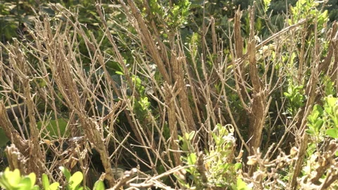 Withered bush under rays of scorching sun. Extreme heat harms green plants. S Stock Footage 201534256