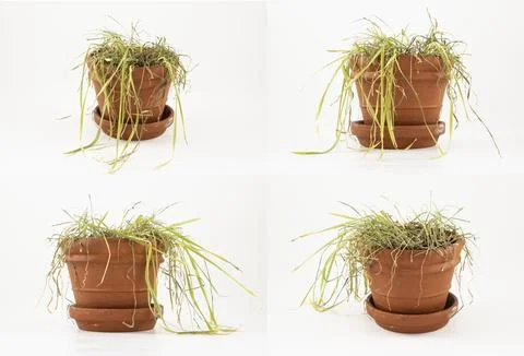 Withered Cat Grass in Clay Pot Stock Photos