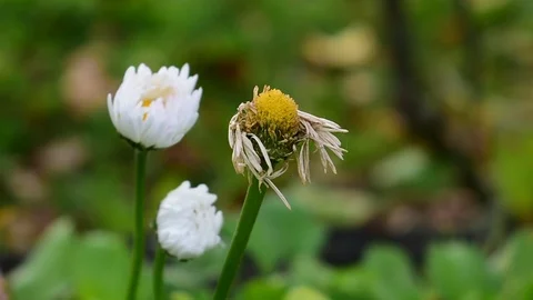 Withered chamomile Stock Footage 115982913