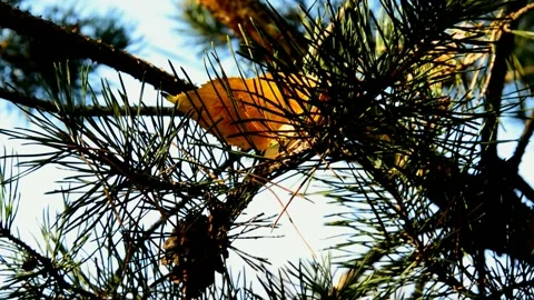 Withered cherry leave on a pine branch Stock Footage 238616678