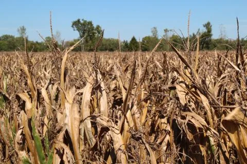Withered Corn Field Stock Photos