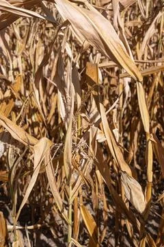 Withered corn plants, aridity in Germany Stock Photos