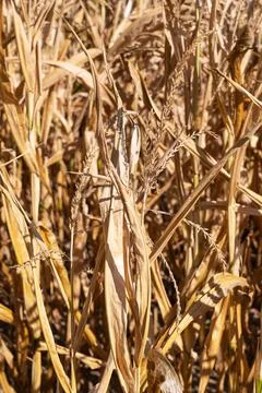 Withered corn plants, aridity in Germany Stock Photos