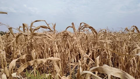 Withered Cornfield Under Gloomy Sky Stock Footage 285958320