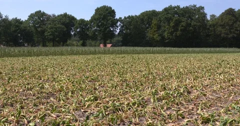 Withered crop, sugar beet field in Dutch countryside Stock Footage 93343513