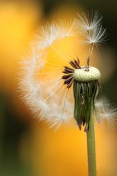 Withered dandelion Stock Photos