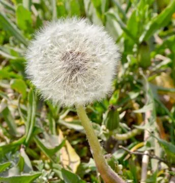 Withered dandelion Stock Photos