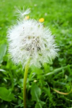 Withered dandelion in wind Stock Photos