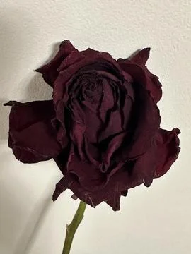Withered Dark Red Rose Close-Up Stock Photos