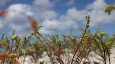 Withered dead plant between green plants. Motion of the camera to dry plant. Stock Footage 165519538