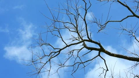 Withered dead tree against the sky with moving clouds Video stock 263320240