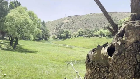 Withered Dead Tree Beside Living Green Tree Stock Footage 333618977