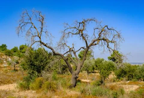 Withered dead tree in the landscape Stock Photos