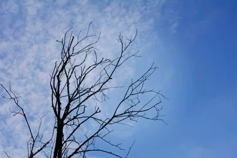 A withered dead tree without leaves against a blue sky. Stock Photos