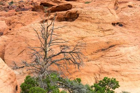 Withered Desert Tree with Red Rock Background Stock Photos