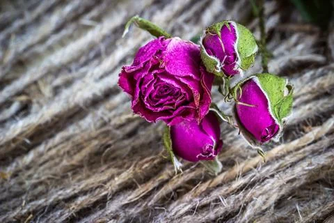 Withered dried roses Stock Photos