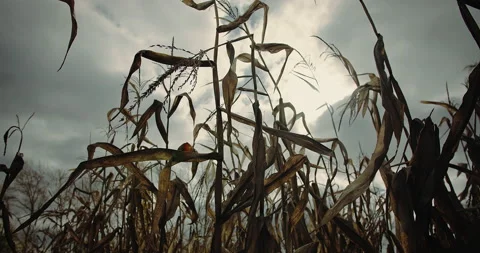 Withered dry corn stalks on maize field was damaged climate change Stock Footage 223108924
