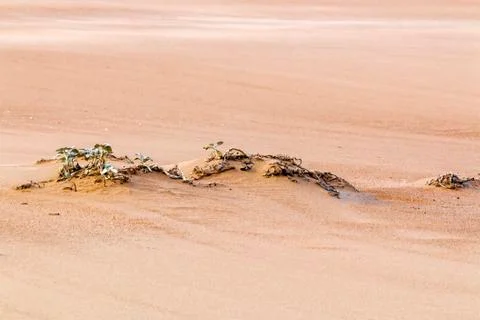 Withered Dune Vegetation on Patterns and Textures of Beach Sand Foto stock