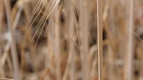 Withered ear of rye during a drought Stock Footage 92754553