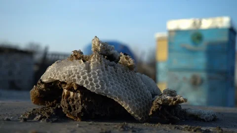 Withered empty bee honeycombs on the background of beehives. Old bee honeycombs. Stock Footage 121611100