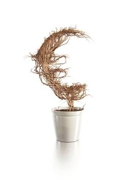 Withered euro tree Stock Illustration