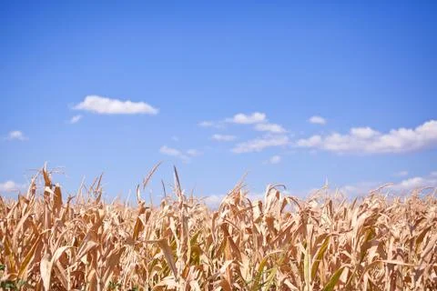 Withered field of corn on background of blue sky Foto stock