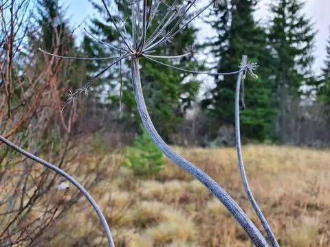 A withered flower on the background of a pine forest Stock Photos
