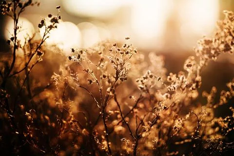 Withered flower buds on thin branches in autumn, illuminated by the bright ra Stock Photos