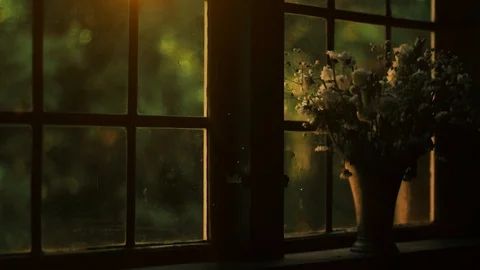 Withered flower, dead flower in front of old style window.  Stock Footage 97474102