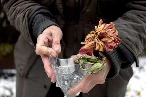 Withered Flower In Hands 写真素材