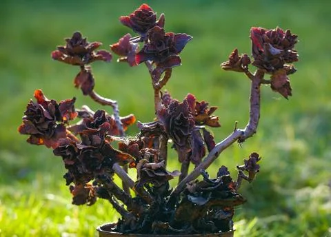 Withered Flower in a Pot Foto stock