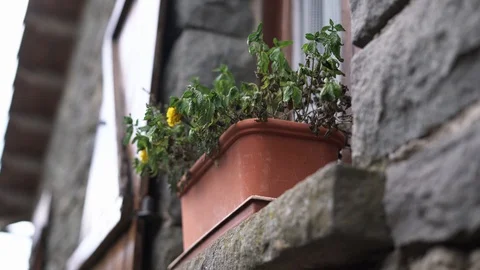 Withered flower in pot on windowsill of stone house. Autumn Depression Concept Stock Footage 116564962