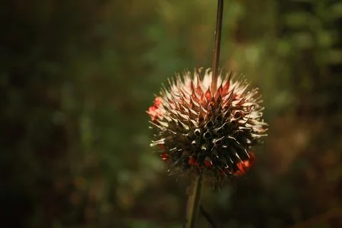 Withered flower with thorns Stock Photos