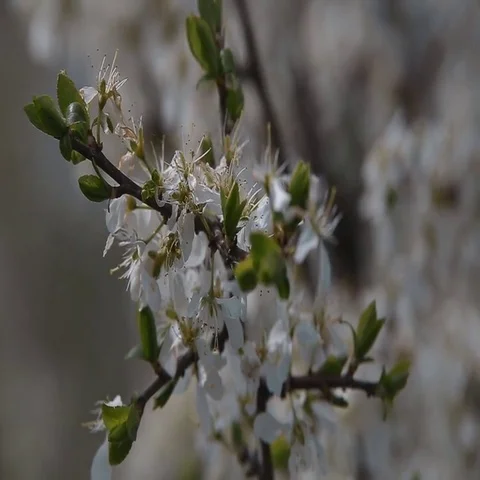 Withered flowers on a branch Stock Footage 69735963