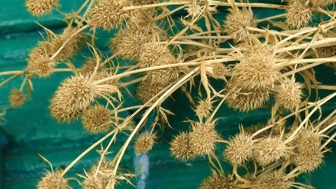 Withered flowers Stock Footage 78407278