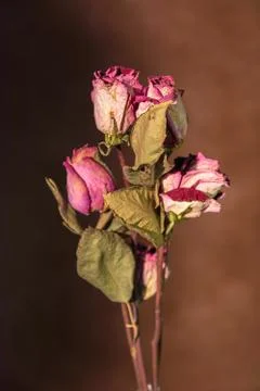 Withered flowers Stock Photos