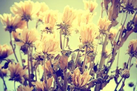 Withered flowers Stock-Fotos