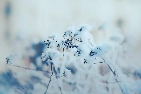 Withered flowers on thin stems covered with white snowflakes on a sunny winte Stock Photos